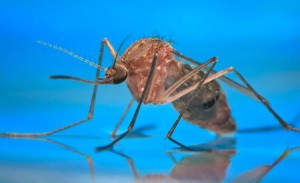 Чем опасны комары для ребенка | Дети в городе