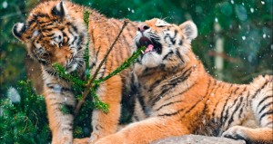 «Подари елку!» - постновогодняя акция в Челябинском зоопарке|Дети в городе