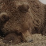 Фильм «Земля медведей»|Дети в городе