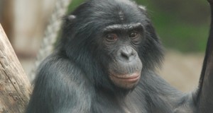 Посещаем детский зоопарк Планета обезьян