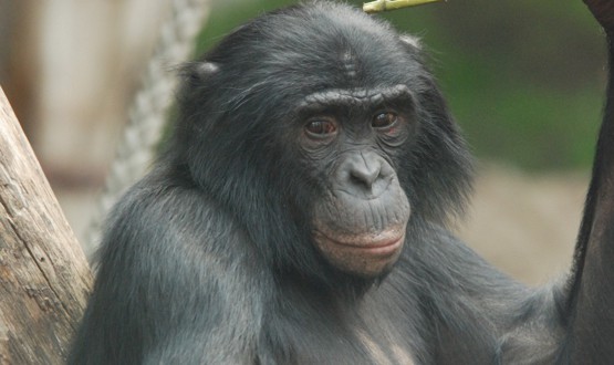 Посещаем детский зоопарк Планета обезьян